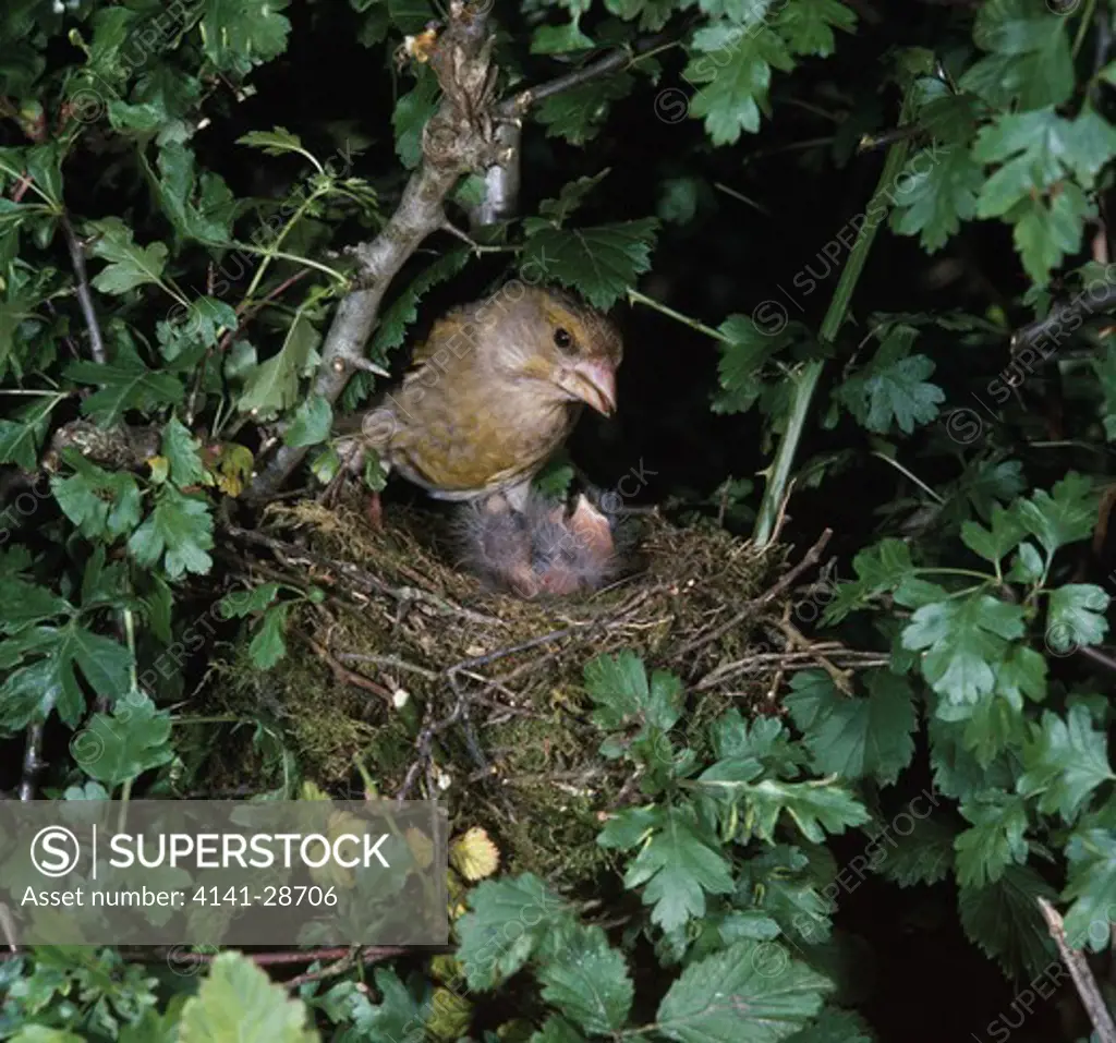 greenfinch carduelis chloris at nest with young