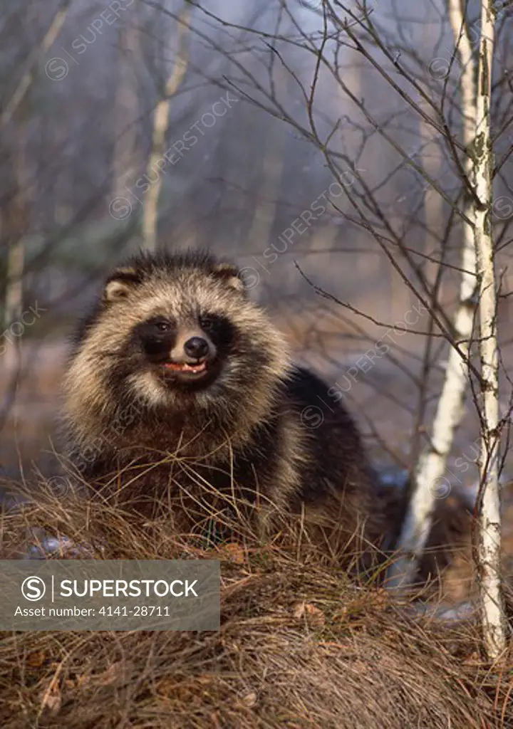 raccoon dog nyctereutes procyonoides in birch woodland romincka forest, kalingrad region, russia