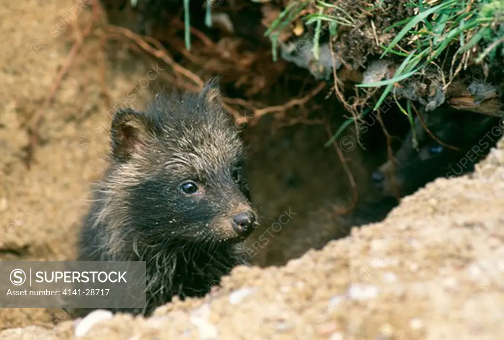 raccoon dog young nyctereutes procyonoides russia.