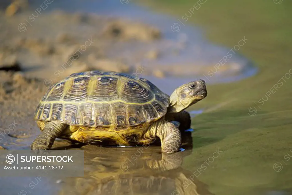 horsfield's tortoise testudo horsfieldii russia 