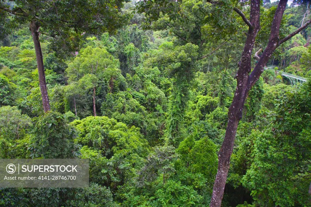 Malaysia, Sabah, Sepilok, rainforest, flora, vegetation, plants, trees, canopy walkway