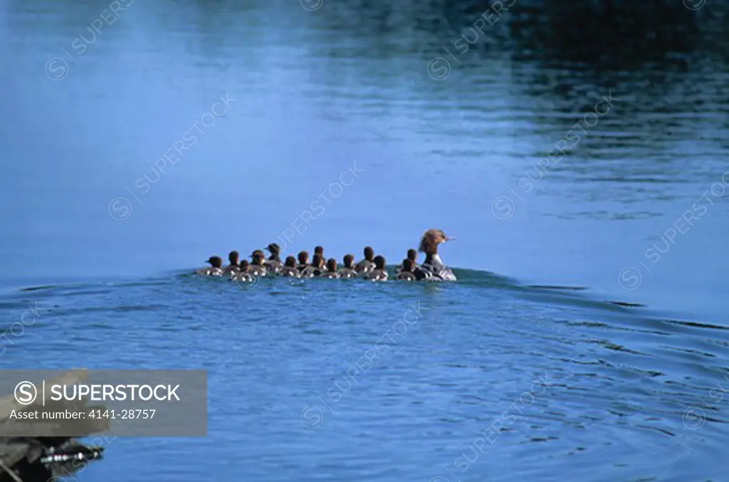 goosander female mergus merganser on water with large group of young poland