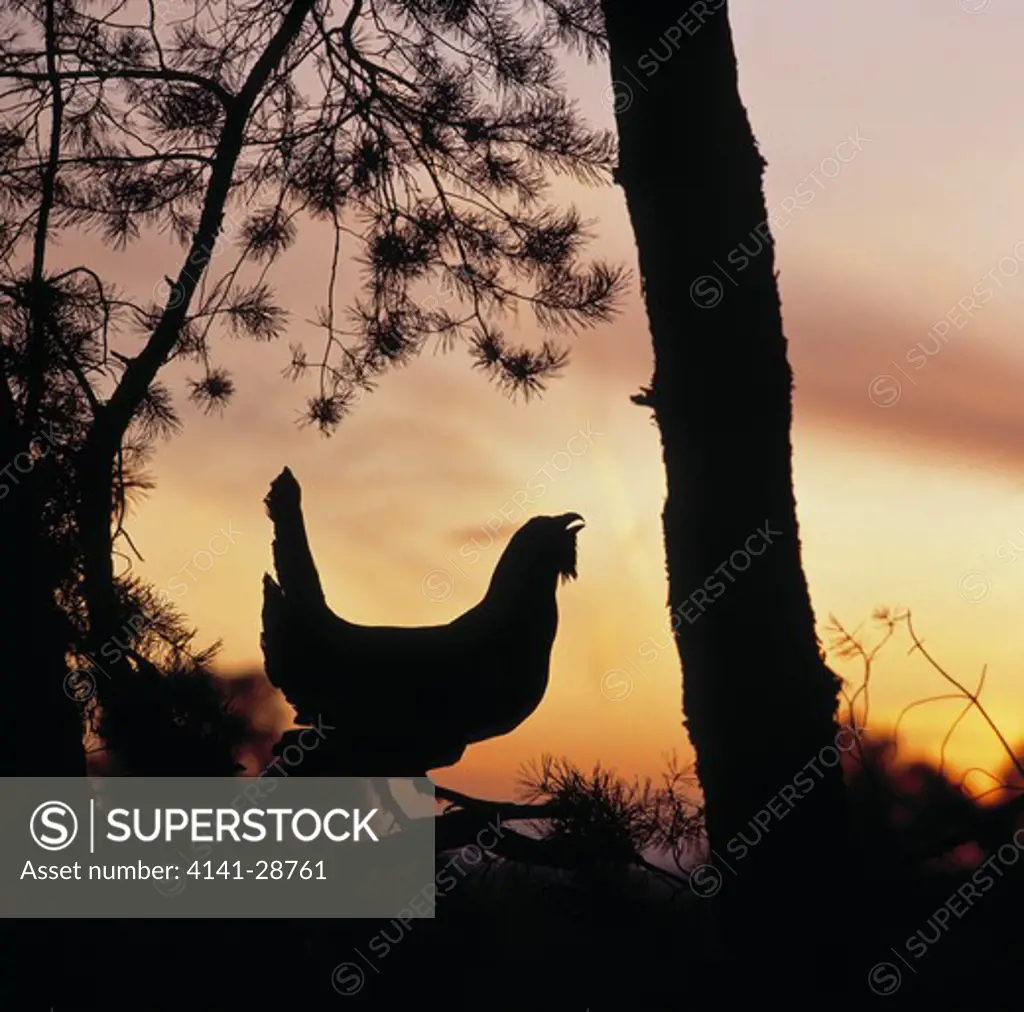capercaillie calling tetrao urogallus silhouetted at sunrise poland