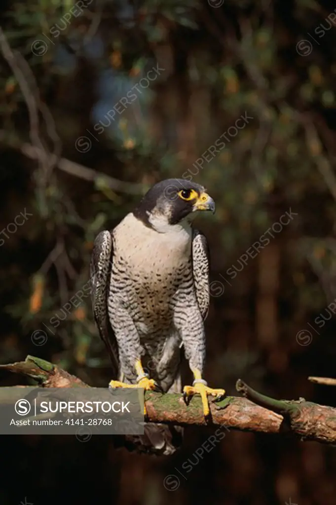 peregrine falcon falco peregrinus on branch of tree poland 