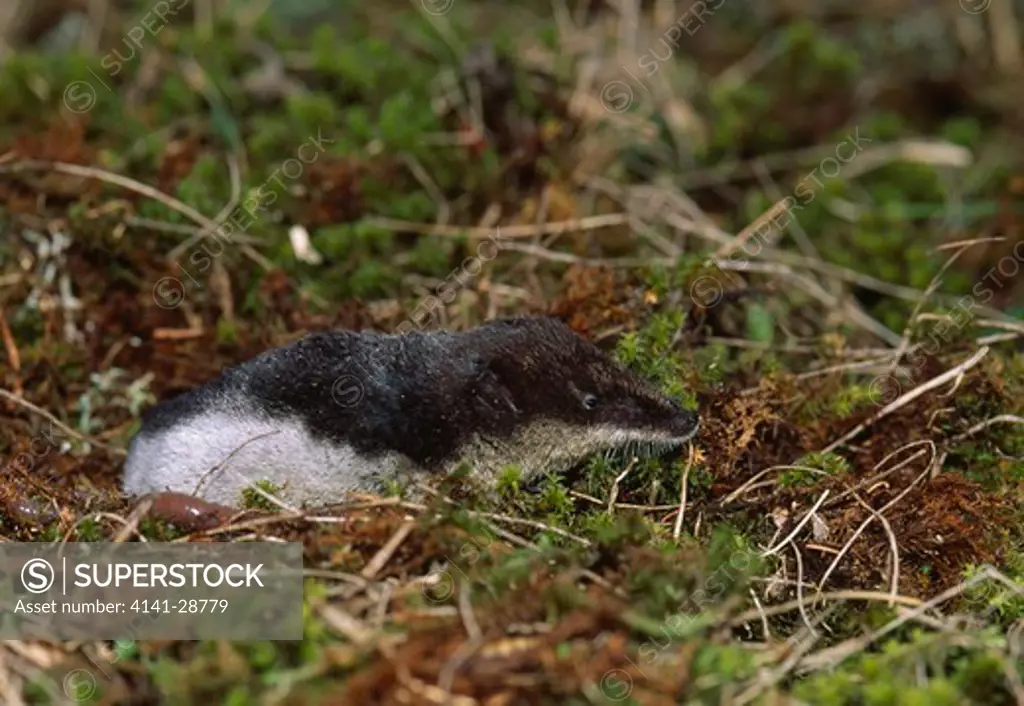 water shrew neomys fodiens on mossy bank poland