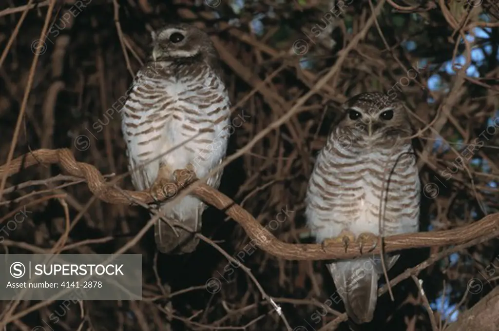 madagascar hawk-owl ninox superciliaris two at daytime roost in spiny forest madagascar 
