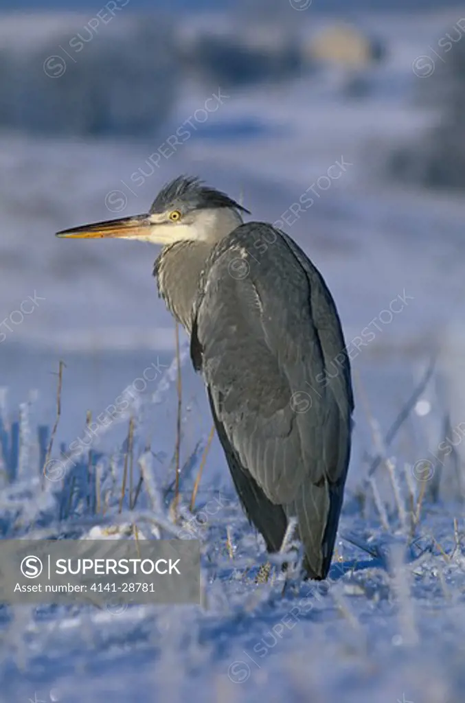 grey heron ardea cinerea on frosted ground, poland 