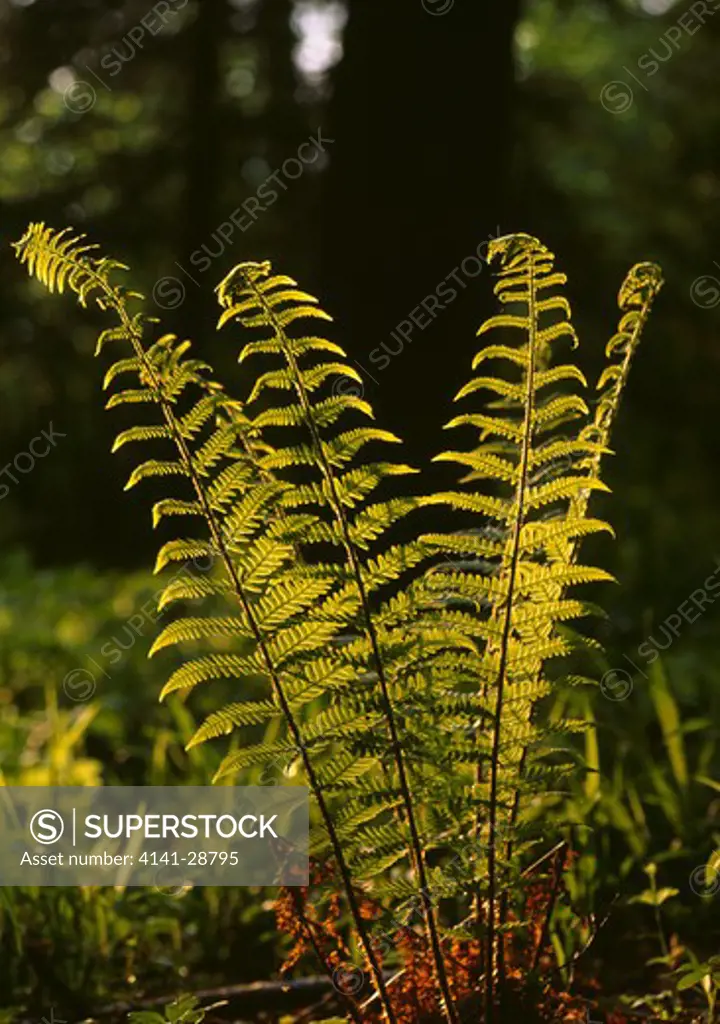 male fern dryopteris filix-mas in low sunshine
