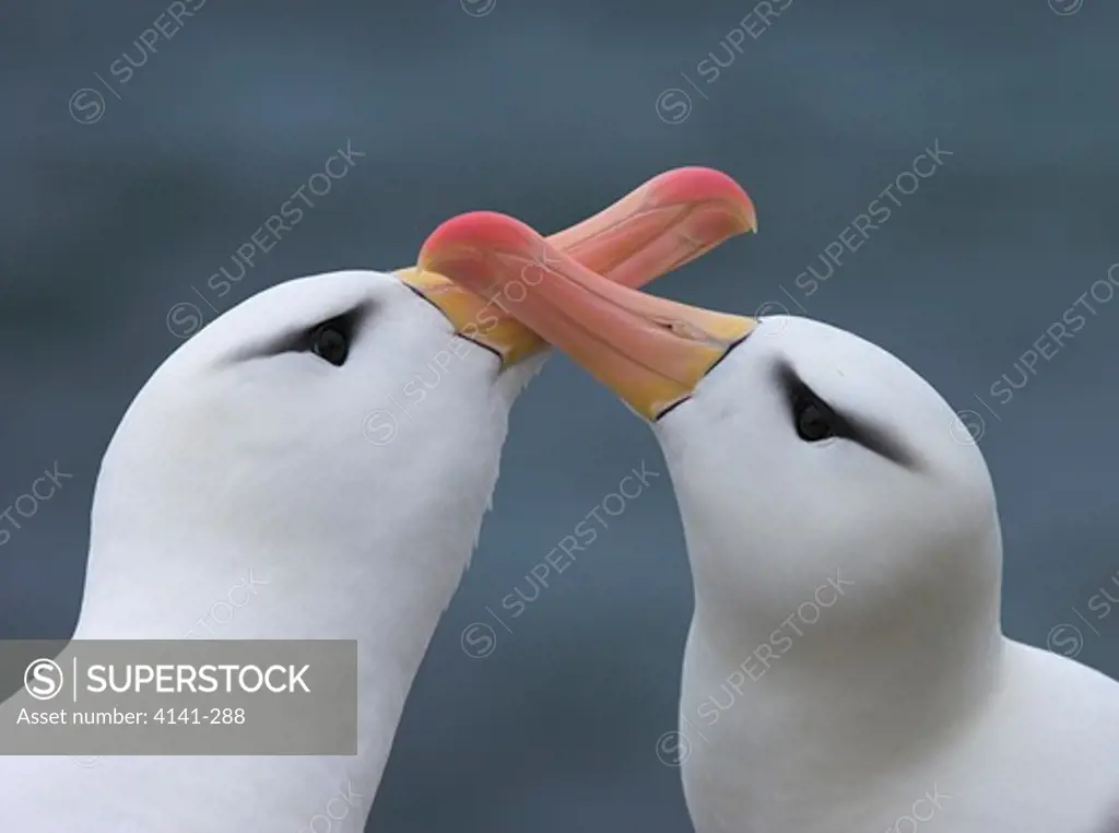 black-browed albatross thalassarche melanophris courtship falkland islands