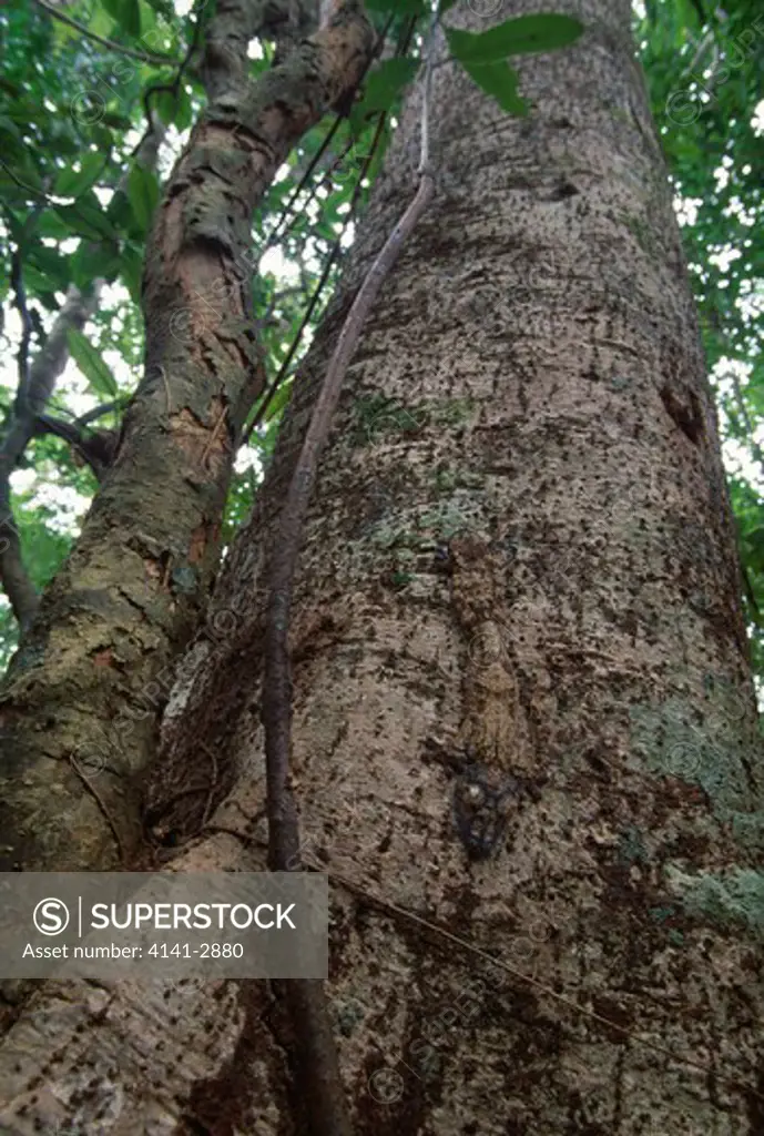 leaf-tailed gecko camouflaged uroplatus fimbriatus on tree trunk nosy mangabe island, north eastern madagascar 