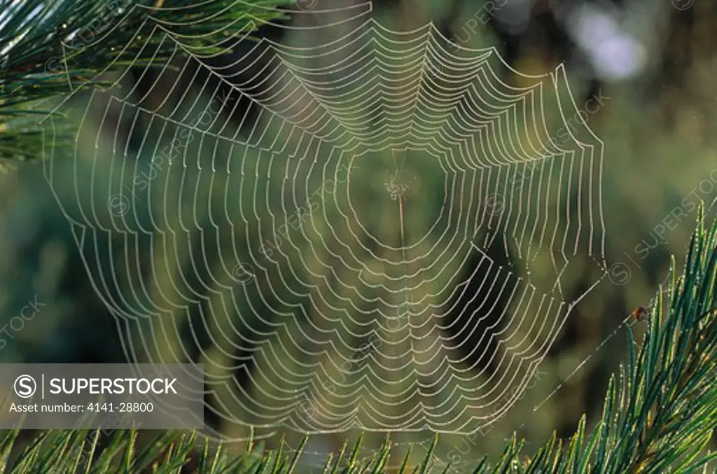 orb web laden with drops of dew, between tips of pine branches 