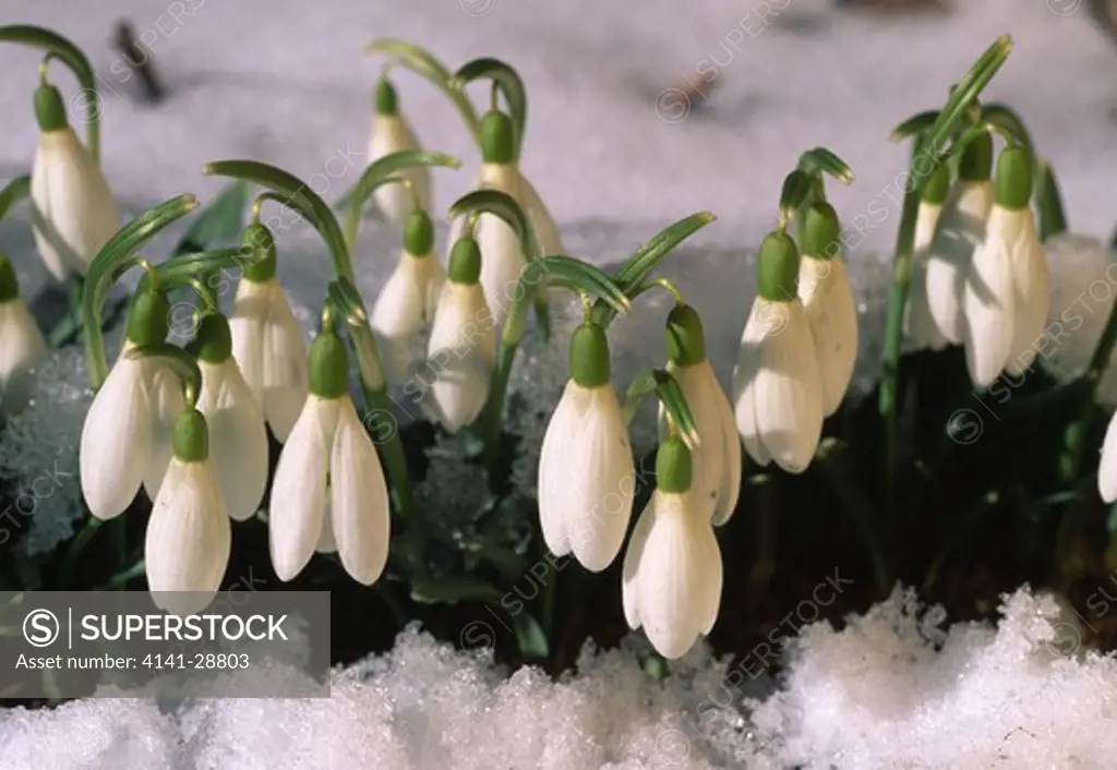 snowdrop group in snow galanthus nivalis 