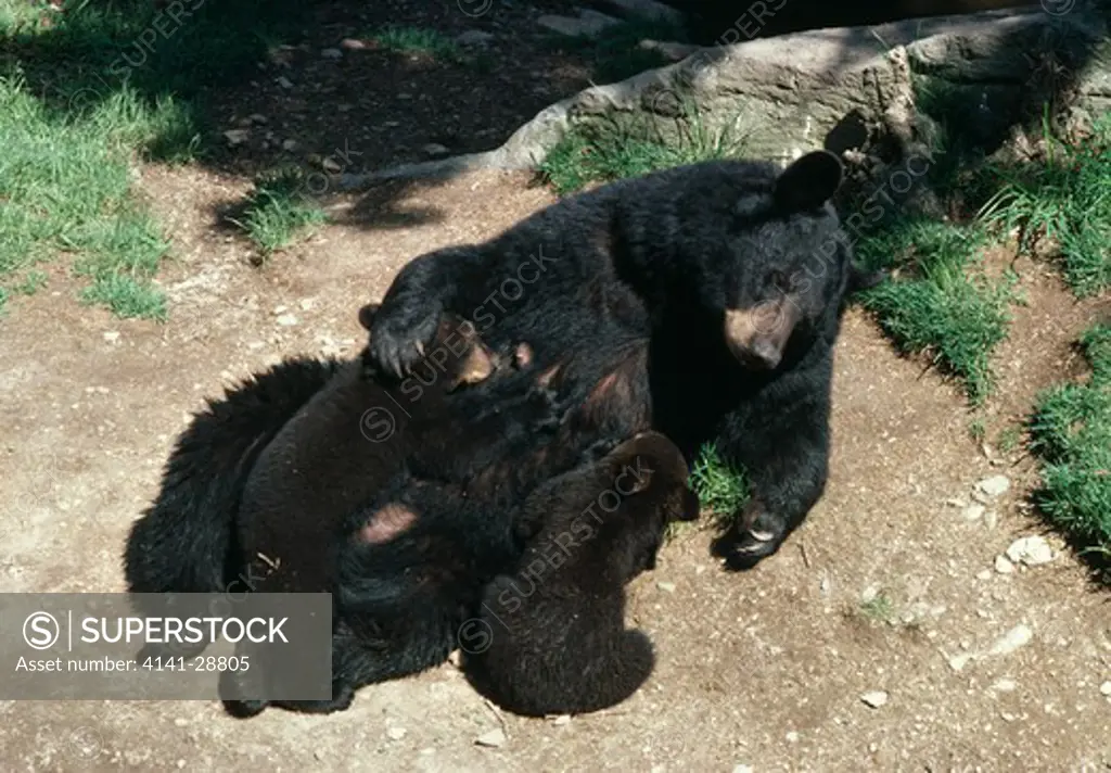 american black bear ursus americanus young nuzzling female wyoming, usa