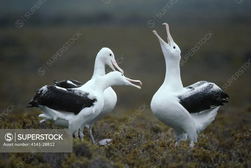 southern royal albatross diomedea epomophora sandfordi displaying aukland islands, new zealand 