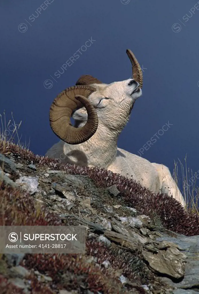 dall's sheep ram stretching ovis dalli alaska, usa
