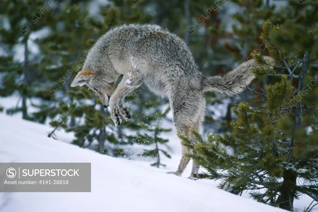 coyote making repeated jumps canis latrans in deep snow, to land on mouse prey wyoming, north western usa 