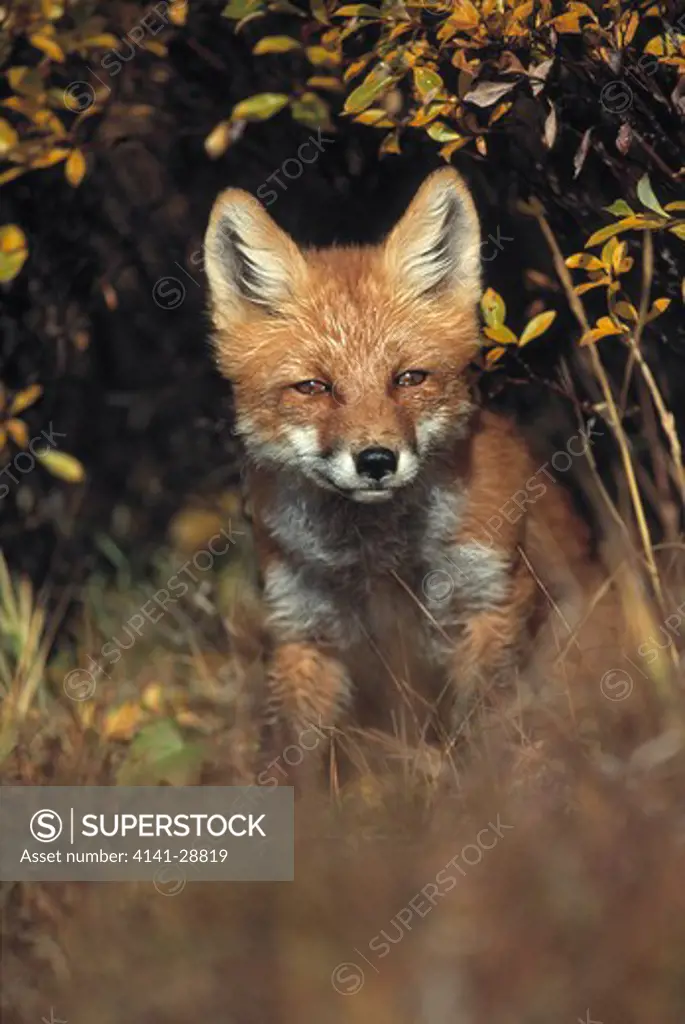 north american red fox vulpes vulpes fulva alaska, usa