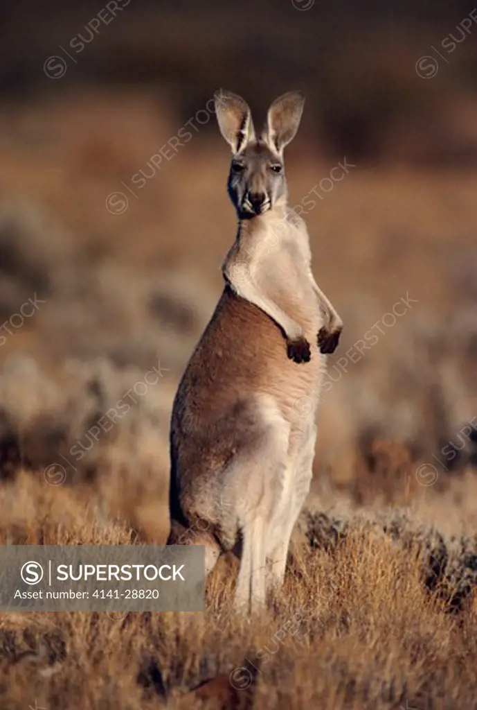 red kangaroo macropus rufus on lookout at sunrise flinders range, south australia