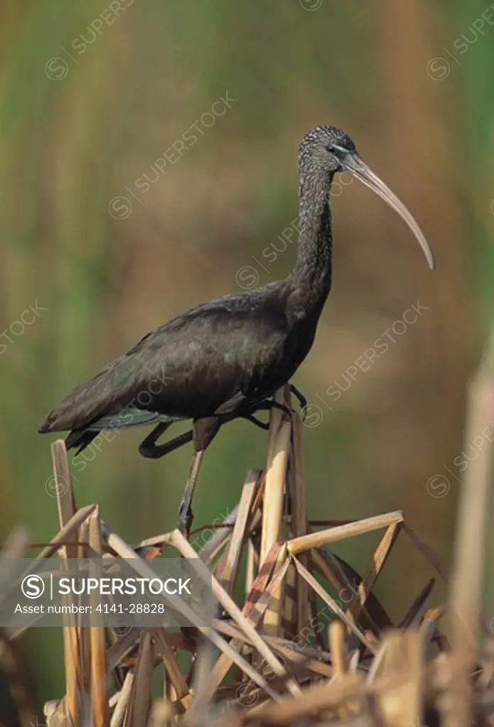 glossy ibis plegadis falcinellus florida, usa