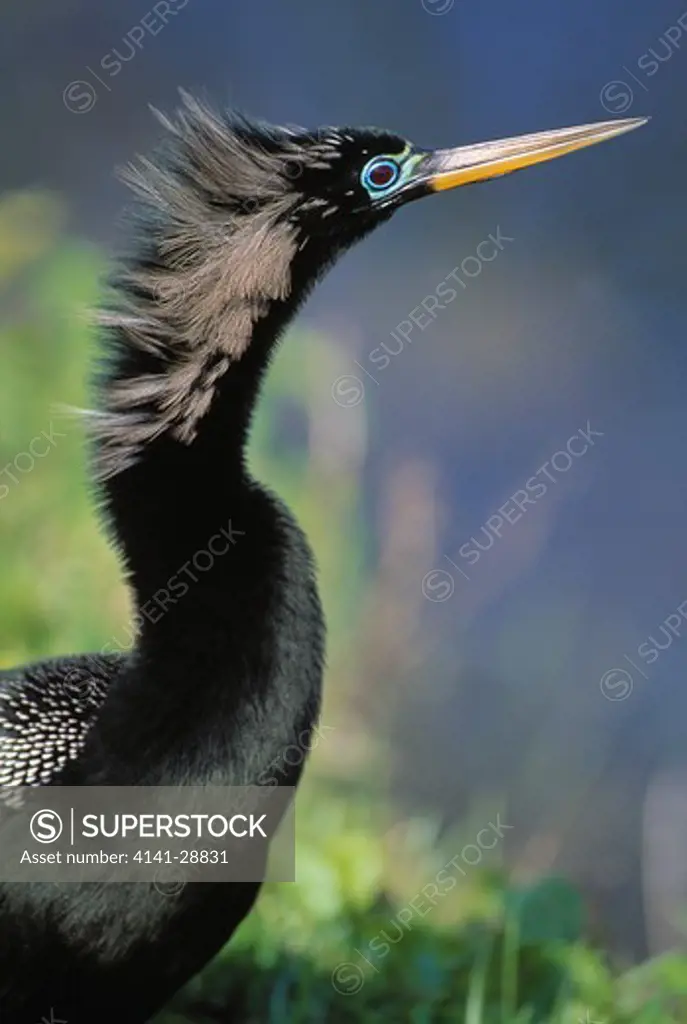 anhinga anhinga anhinga male head & neck, breeding plumage florida, usa