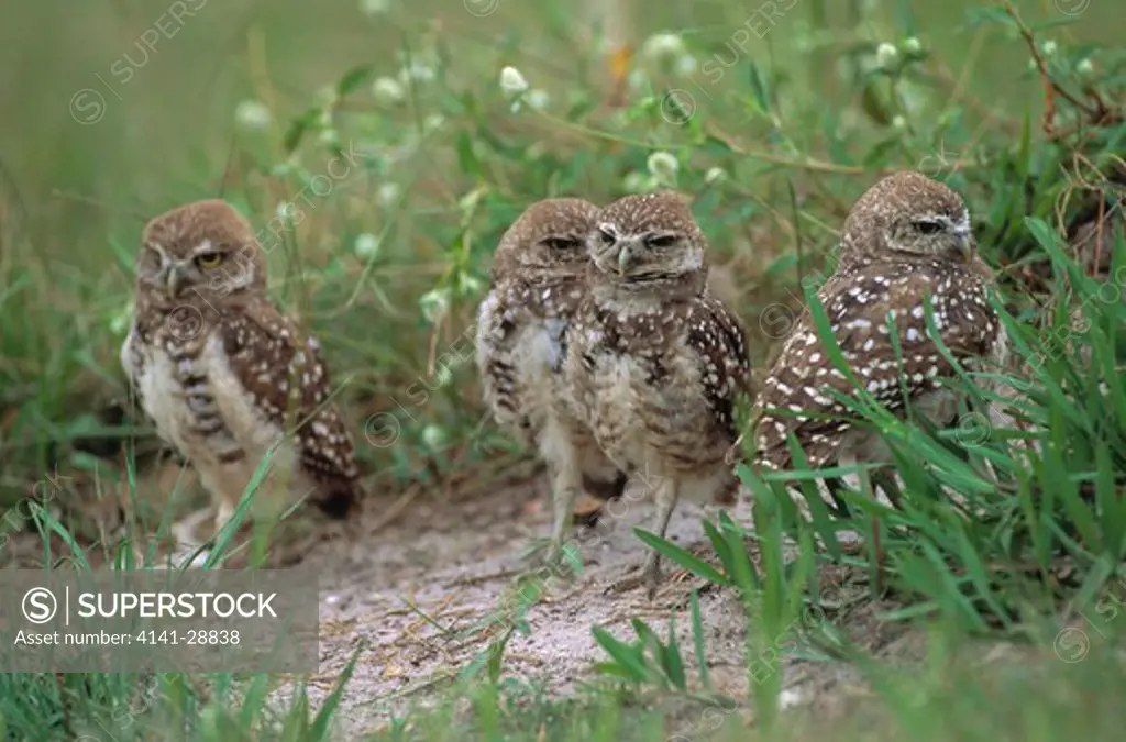 burrowing owl athene cunicularia group close to burrow 