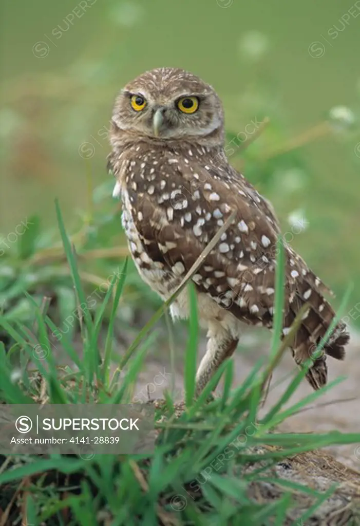 burrowing owl on ground athene cunicularia (also known as speotyto cunicularia)