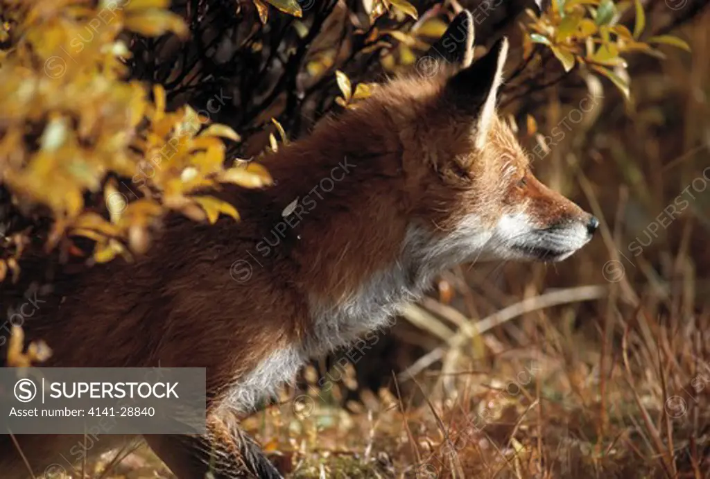 north american red fox vulpes vulpes fulva alaska, usa