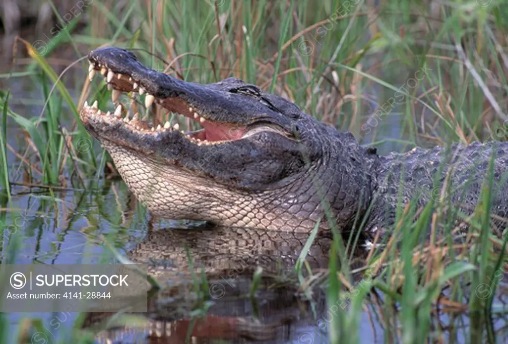 american alligator alligator mississipiensis gaping to cool itself florida, south eastern usa 