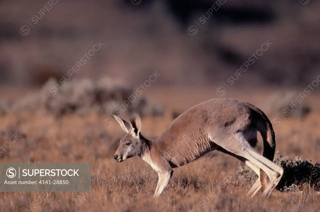 red kangaroo macropus rufus south australia
