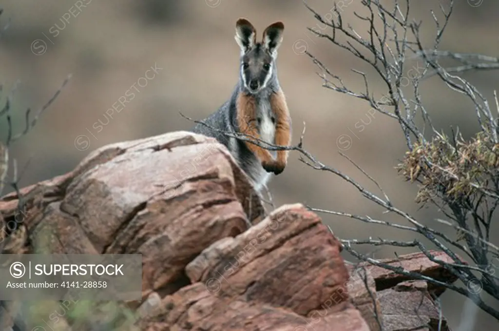 yellow-footed rock wallaby petrogale xanthopus rare species, south australia 
