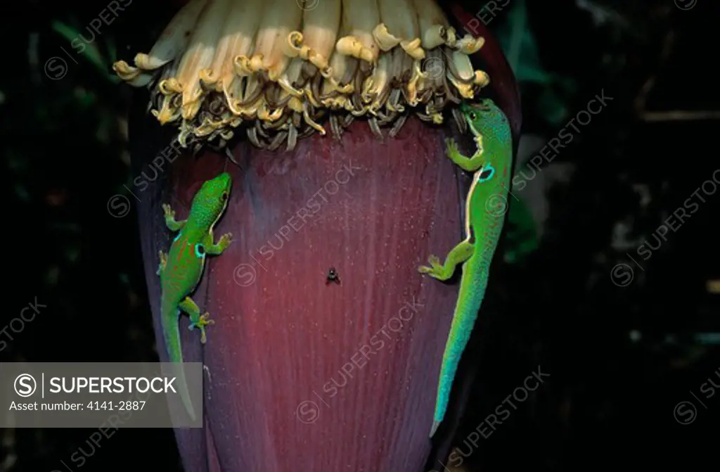 day geckos phelsuma sp. feeding at banana flower ramanofana national park, eastern madagascar 