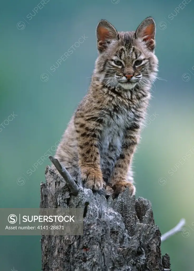 bobcat or red lynx young on stump felis rufus montana, usa 