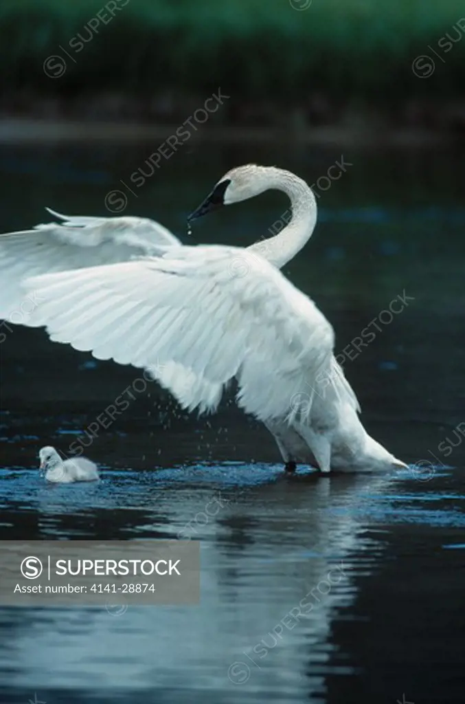 trumpeter swan cygnus buccinator with young 