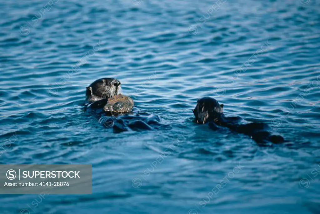 sea otter using rock as a tool enhydra lutris to crack open abalone on chest 