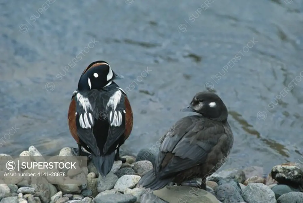 harlequin duck pair by water histrionicus histrionicus wyoming, usa 