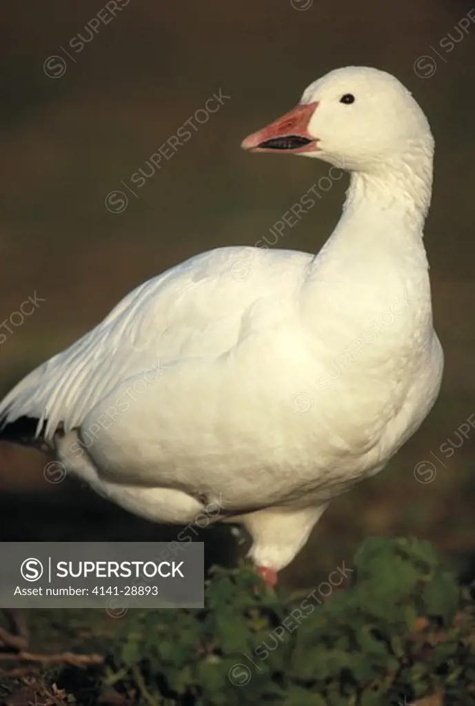 snow goose anser caerulescens north america 