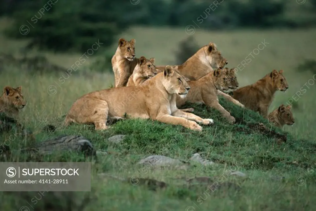 african lion females & young resting panthera leo while watching other females hunting kenya, eastern africa