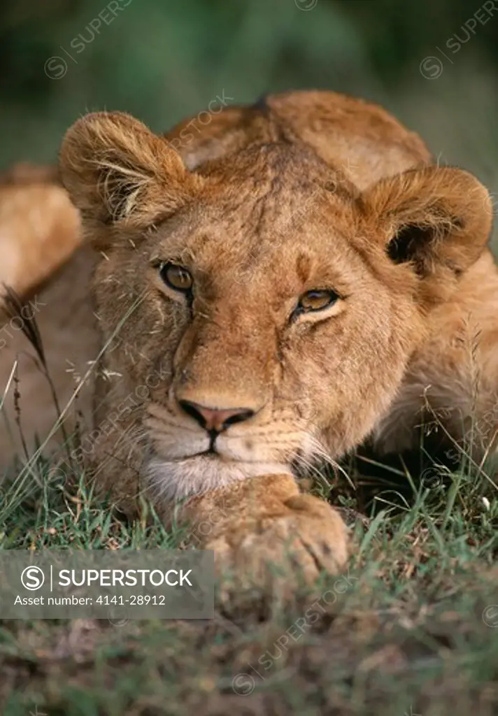 lion young panthera leo resting, face detail kenya