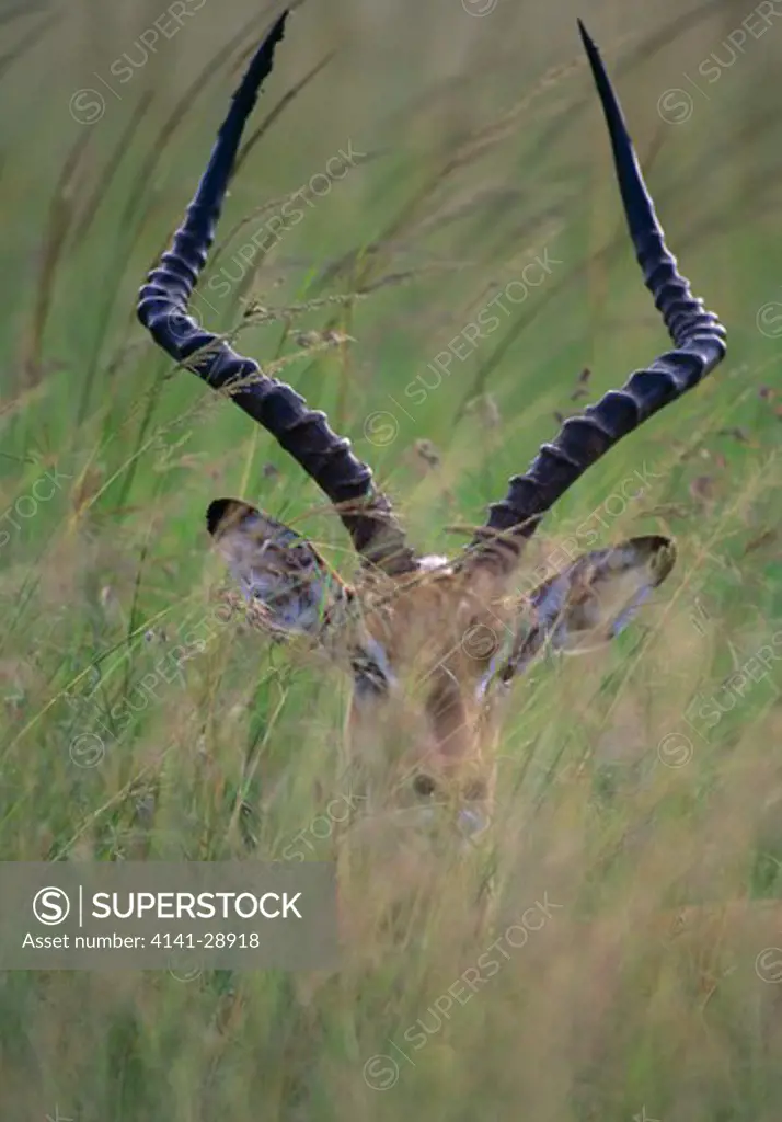 impala male sitting aepyceros melampus in long grass 