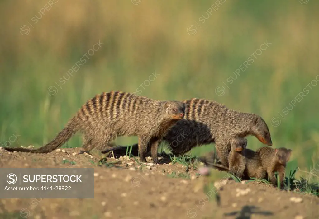 banded mongoose mungos mungo group of four on termite mound kenya, eastern africa 