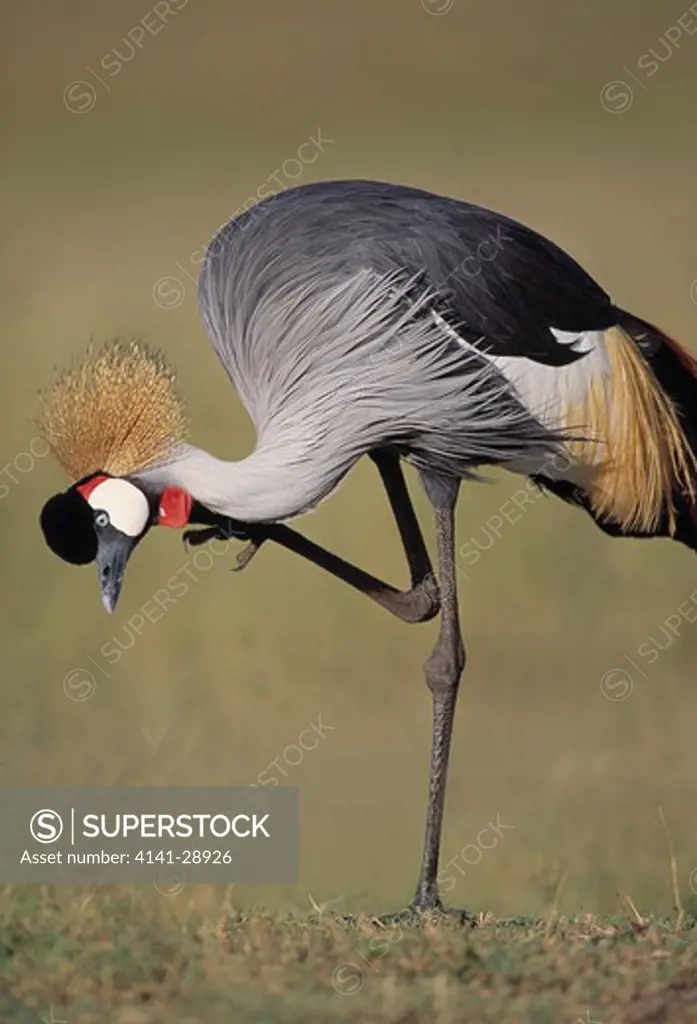 grey or grey-necked crowned crane balearica regulorum scratching kenya 