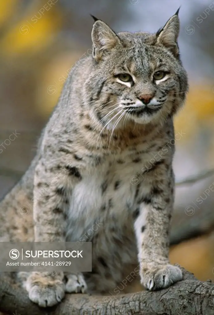 bobcat or red lynx in tree felis rufus illinois, usa 