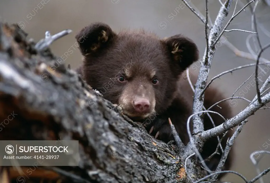 north american black bear ursus americanus young. montana, usa 