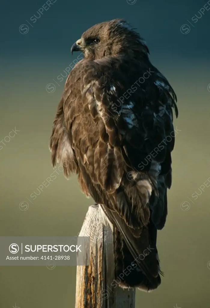 swainson's hawk immature buteo swainsoni perched on post montana, usa 
