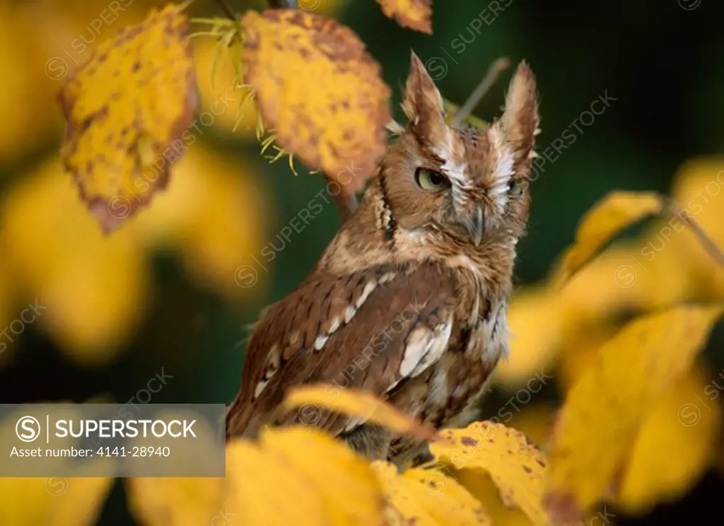 screech owl otus asio on branch of witch hazel illinois, east central usa 