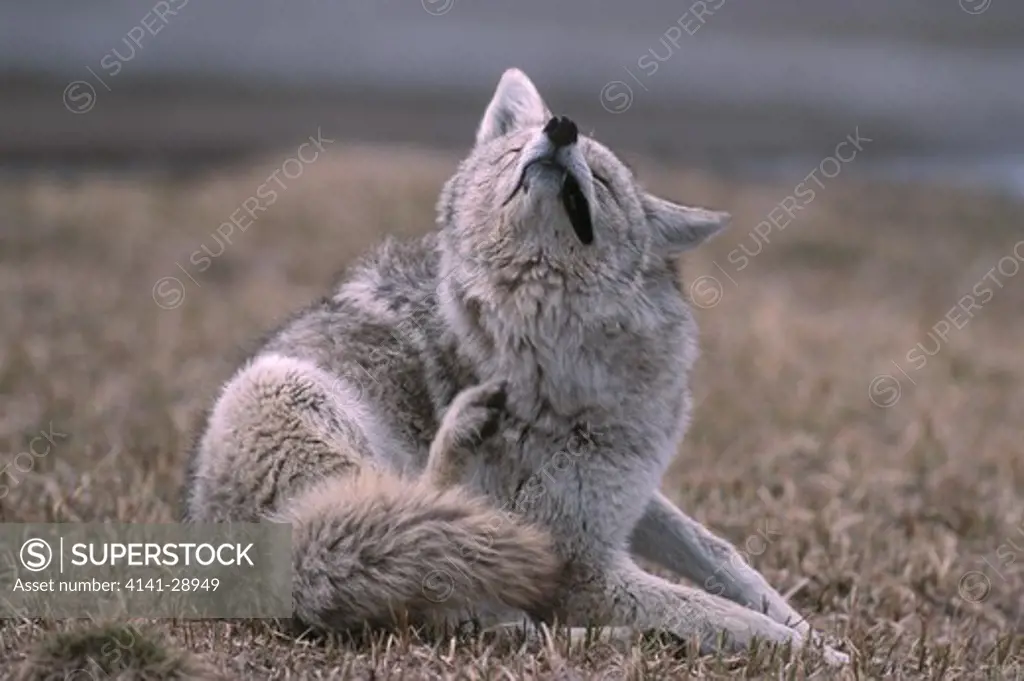 coyote scratching canis latrans wyoming, usa