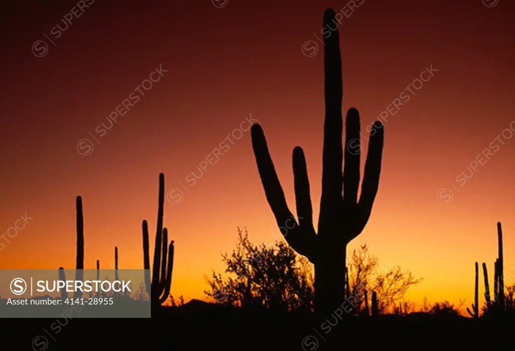 saguaro cactus carnegiea gigantea silhouetted at twilight sonoran desert, arizona, sw usa 