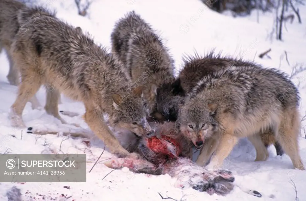 north american grey or timber wolf group canis lupus eating deer carcass, montana, usa