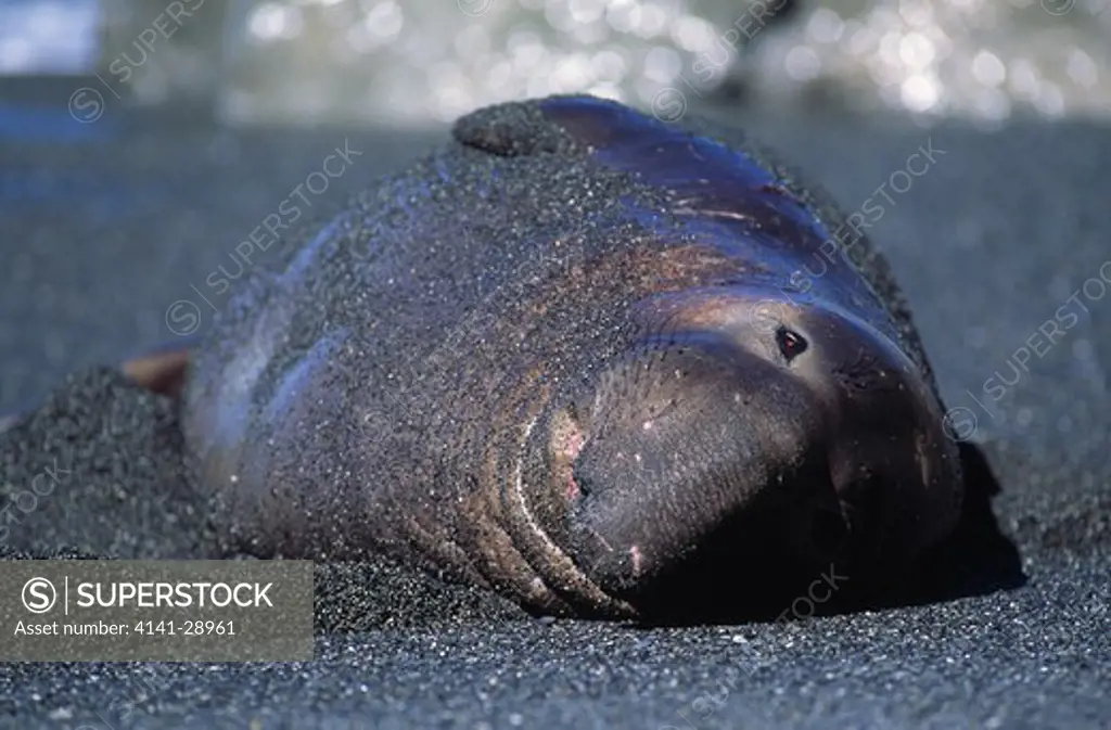 northern elephant seal mirounga angustirostris male on beach californian coast, usa