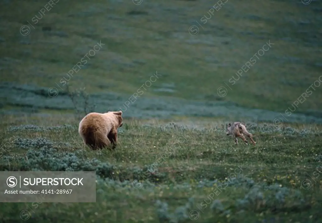 grizzly chasing wolf ursus arctos horribilis & canis lupus on tundra, alaska 
